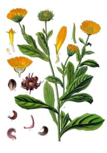 Calendula_officinalis_-_Köhler–s_Medizinal-Pflanzen-024